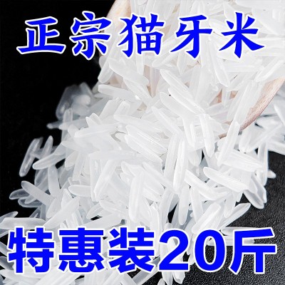 新米南方猫牙香米大米优质大米现磨煲仔饭农家长粒香米大米批发价图2