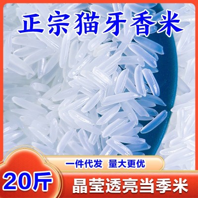 新米南方猫牙香米大米优质大米现磨煲仔饭农家长粒香米大米批发价图4