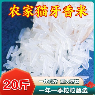 【猫牙香米】新米新鲜煮饭软糯长粒香大米优质南方大米20斤图2