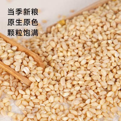 富硒小麦仁330g五谷杂粮粗粮现货批发团购真空袋装麦仁米脱皮谷物图2