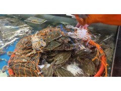 时节|“金九银十”食蟹季，梭子蟹正当时