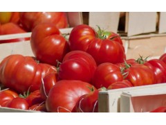 西红柿种植过程中常见的病害问题有哪些？