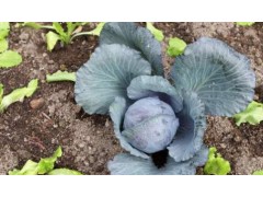 紫甘蓝种植黄金期：解锁四季丰收的密码