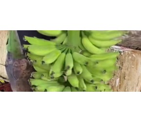 为什么刚刚采摘下来的香蕉要泡水呢？