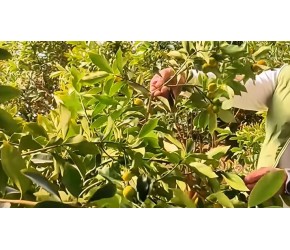 热带水果青岛产！小镇光伏农业集齐木瓜、香蕉、百香果、金橘……