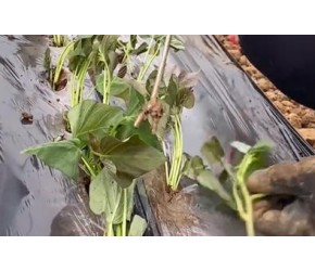 红薯种植小技巧这个方法想不高产都难