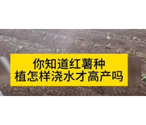 红薯种植方法怎样浇水才高产
