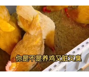 发酵床养鸡的制作方法