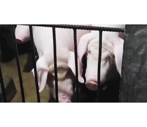 养猪不能用水泥地面？到底“水泥病”是什么？要如何避免呢？