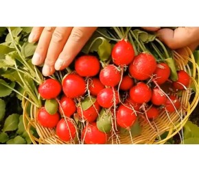 最适合秋天种植是它，30天就成熟，随便一撒籽就收获这么多