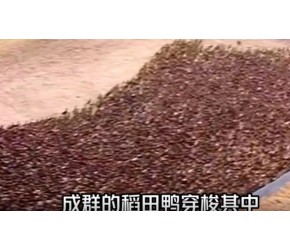 在稻田里养鱼是什么原理！真的会“稻肥鱼壮”吗！看完涨知识了！