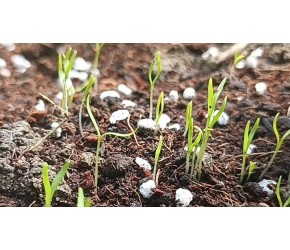 手把手教你种植有机胡萝卜，怎么种出苗快？产量高？一看就明白