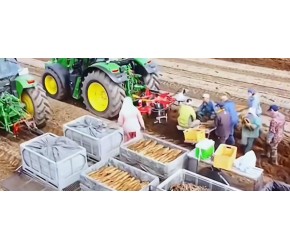 山药现代化种植、收获、加工技术