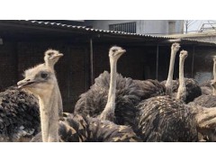 鸵鸟养殖全攻略：从场地到餐桌的致富经