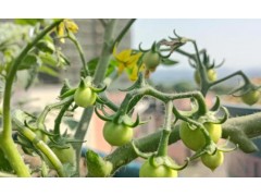 番茄开花后，这样管理让果实挂满枝头