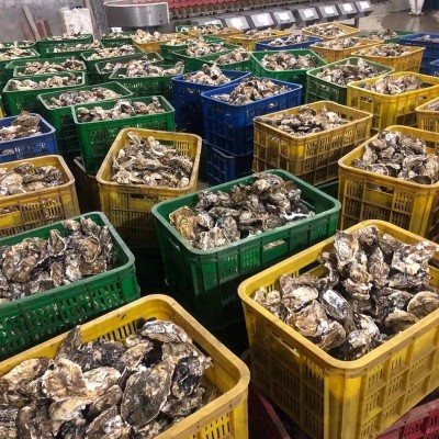 正宗乳山生蚝乳山牡蛎批发大箱50斤/100斤餐饮烧烤酒店使用