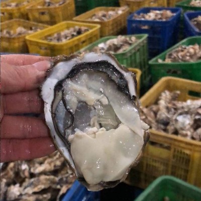 正宗乳山生蚝乳山牡蛎批发大箱50斤/100斤餐饮烧烤酒店使用图2
