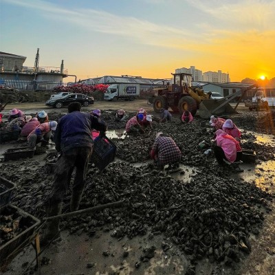 正宗乳山生蚝乳山牡蛎批发大箱50斤/100斤餐饮烧烤酒店使用图3