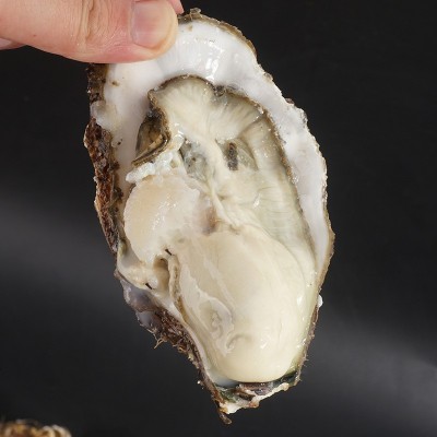 正宗乳山生蚝5斤鲜活海鲜贝类乳山海蛎子生蚝牡蛎整箱批代发图4