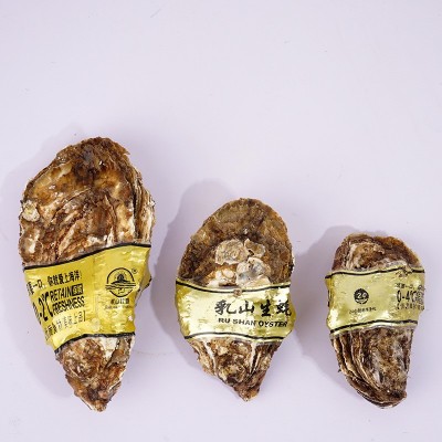 正宗乳山生蚝鲜活乳山牡蛎海蛎子批发海鲜贝类乳山生蚝牡蛎图4