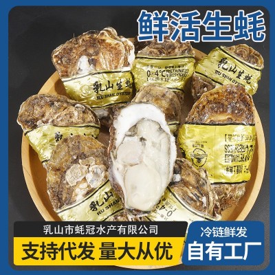 正宗乳山生蚝鲜活乳山牡蛎海蛎子批发海鲜贝类乳山生蚝牡蛎图2