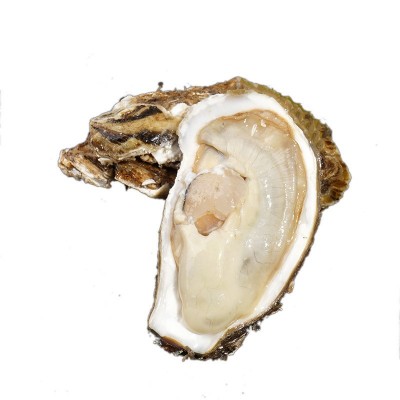 正宗乳山生蚝鲜活乳山牡蛎海蛎子批发海鲜贝类乳山生蚝牡蛎图5