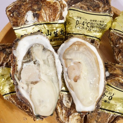 正宗乳山生蚝鲜活按斤批发牡蛎活鲜海蛎子新鲜水产现捕现发批发图2