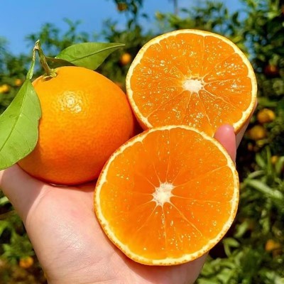 四川眉山正宗爱媛38号青见果冻橙子当季新鲜柑橘整箱批发一件代发图3
