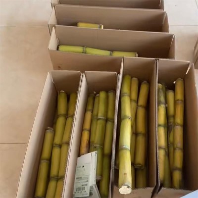 云南黄金甘蔗新鲜水果甜黄皮柑甘蔗包邮当季应季甘蔗一件代发图2