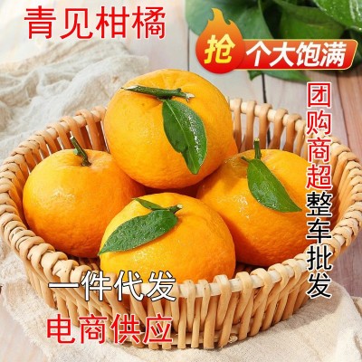 四川正宗青见果冻橙橘子应季水果当季新鲜整箱柑橘批发可一件代发图4