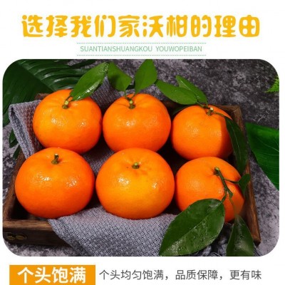 云南四川沃柑新鲜水果时令水果当季整箱柑橘一件代发图2