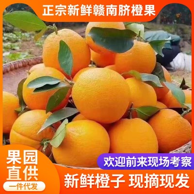 【赣州果园直供】正宗赣南脐橙应季新鲜薄皮橙子超市供应整箱批发