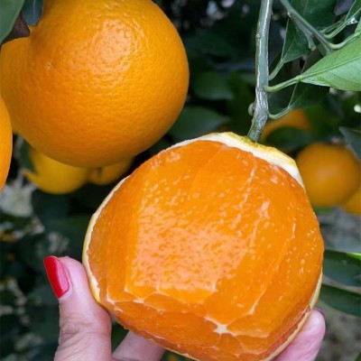 正宗赣南脐橙新鲜应季水果手剥橙甜脐橙浅橙黄色整箱批发代发图2