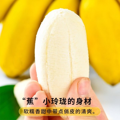 正宗苹果蕉当季新鲜水果现摘10斤整箱自然熟孕妇小米蕉香蕉粉蕉图2
