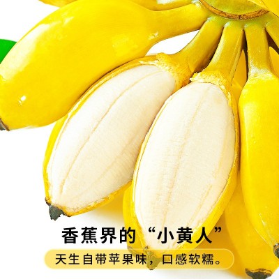 正宗苹果蕉当季新鲜水果现摘10斤整箱自然熟孕妇小米蕉香蕉粉蕉图3