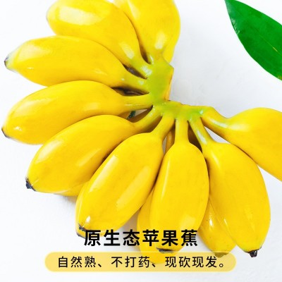 正宗苹果蕉当季新鲜水果现摘10斤整箱自然熟孕妇小米蕉香蕉粉蕉图5