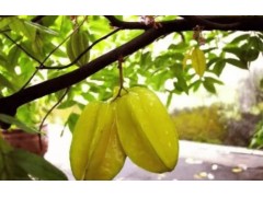 杨桃橘子小实蝇防治：从识别危害到综合施策，果农必看攻略