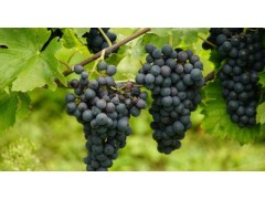 葡萄为什么会裂果，葡萄裂果的防治方法