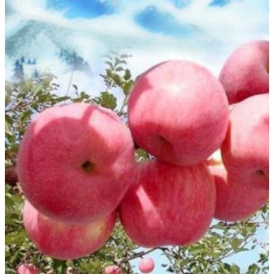 阿克苏冰糖心苹果