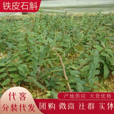 云南新鲜石斛 铁皮石斛榨汁 生鲜石斛条批发产地货源代发大货供销图4