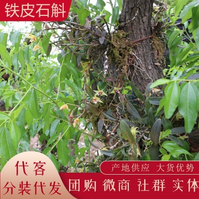 云南新鲜石斛 铁皮石斛榨汁 生鲜石斛条批发产地货源代发大货供销