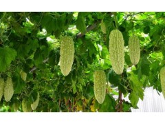 苦瓜种植技术：种植苦瓜如何整枝才能长得好？