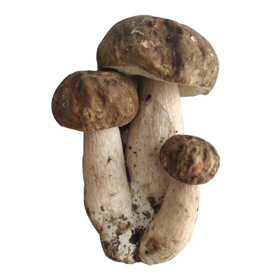 FD冻干菌菇云南特产牛肝菌干货非鲜牛肝菌批发冻干美味牛肝菌图5