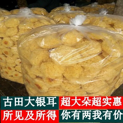 【散装批发】净重熟银耳古田银耳碎干货白木耳餐饮酒店食材批发图2