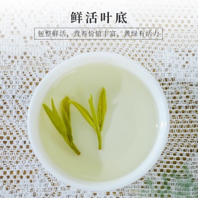 2025年新茶霍山黄芽核心春茶产区 浓香型黄茶茶叶500克散装批发图4