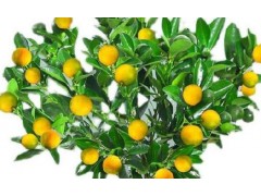 金桔枝条变黑别慌，这样处理让果树重焕生机