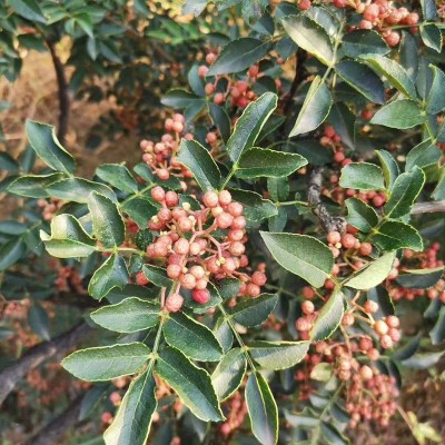 陕西韩城大红袍花椒 500g散装干红花椒 火锅调味料麻椒花椒粒批发图5