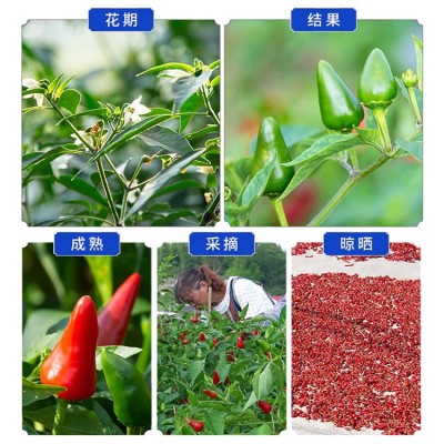 贵州子弹头干辣椒500g香辣辣椒商用中辣特香小红椒火锅串串辣椒粉图4