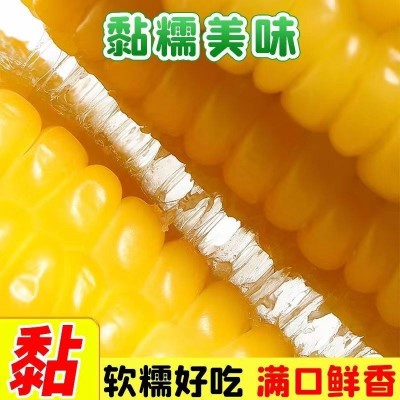 爆汁水果玉米220g即食玉米棒粗粮宿舍早餐宵夜真空甜玉米零食图3