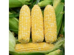 水果玉米和糯玉米哪个减肥好？